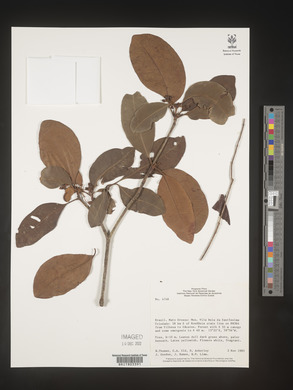 Image Associated With the Occurence