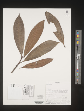 Image Associated With the Occurence