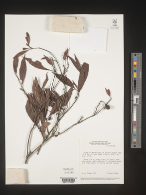 Image Associated With the Occurence