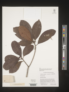Image Associated With the Occurence