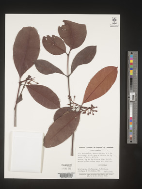 Image Associated With the Occurence