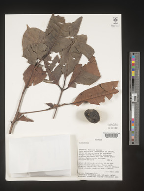 Image Associated With the Occurence