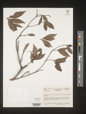 Image Associated With the Occurence