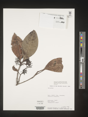 Image Associated With the Occurence