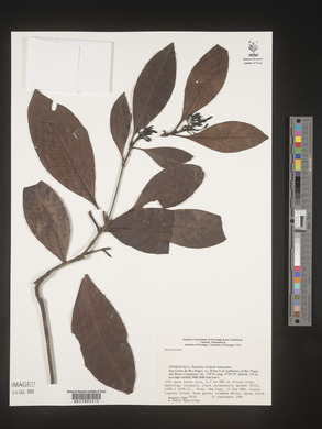 Image Associated With the Occurence