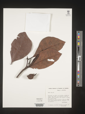 Image Associated With the Occurence