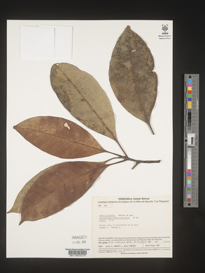 Image Associated With the Occurence