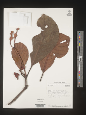 Image Associated With the Occurence