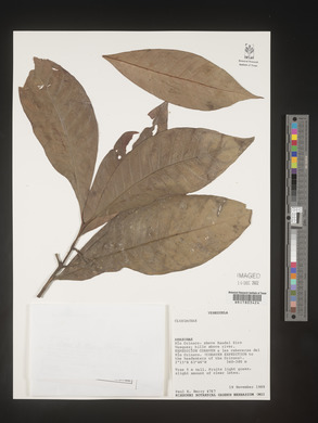 Image Associated With the Occurence