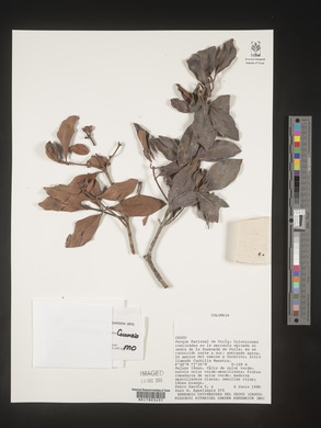 Image Associated With the Occurence