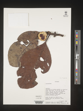 Image Associated With the Occurence