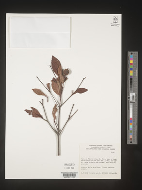 Image Associated With the Occurence