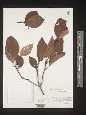 Image Associated With the Occurence