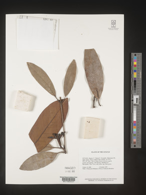 Image Associated With the Occurence
