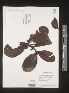 Image Associated With the Occurence