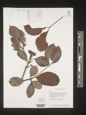 Image Associated With the Occurence
