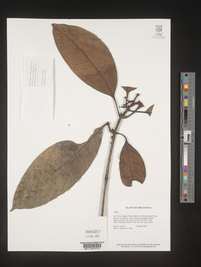 Image Associated With the Occurence