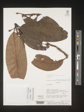 Image Associated With the Occurence
