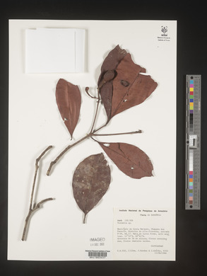 Image Associated With the Occurence