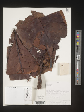 Image Associated With the Occurence