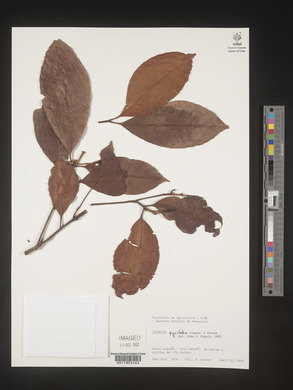 Image Associated With the Occurence