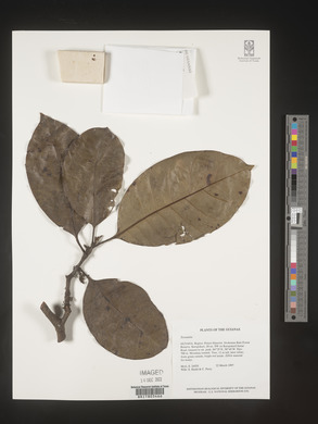 Image Associated With the Occurence