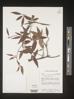 Image Associated With the Occurence