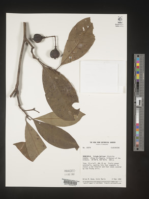 Image Associated With the Occurence