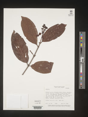 Image Associated With the Occurence