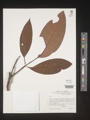 Image Associated With the Occurence