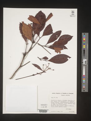 Image Associated With the Occurence