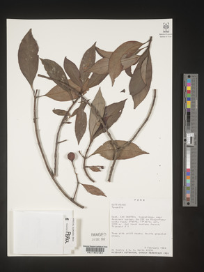 Image Associated With the Occurence