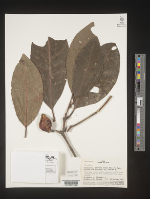 Image Associated With the Occurence