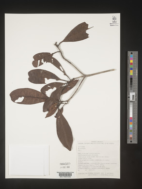 Image Associated With the Occurence