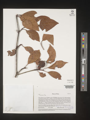 Image Associated With the Occurence