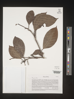 Image Associated With the Occurence
