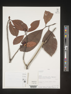 Image Associated With the Occurence