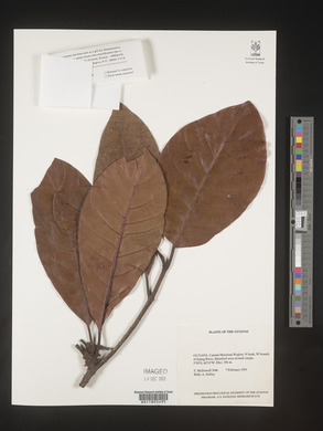 Image Associated With the Occurence
