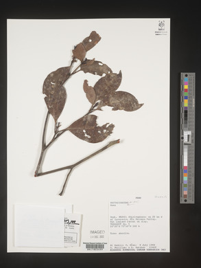 Image Associated With the Occurence