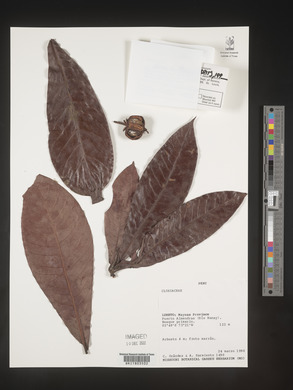 Image Associated With the Occurence
