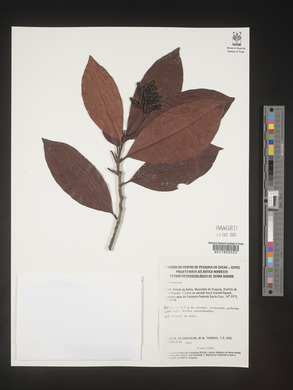 Image Associated With the Occurence