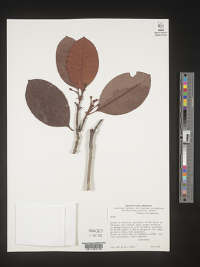 Image Associated With the Occurence
