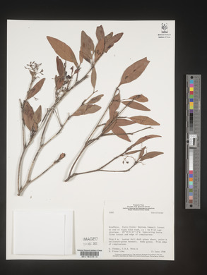 Image Associated With the Occurence