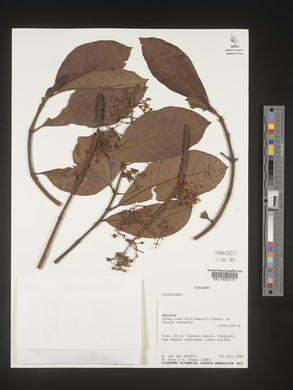 Image Associated With the Occurence