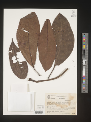 Image Associated With the Occurence