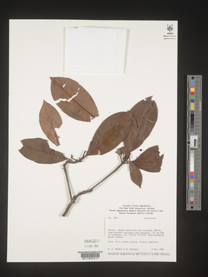 Image Associated With the Occurence