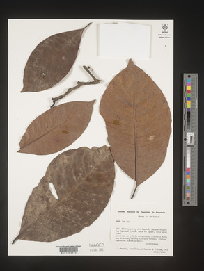 Image Associated With the Occurence