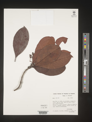 Image Associated With the Occurence