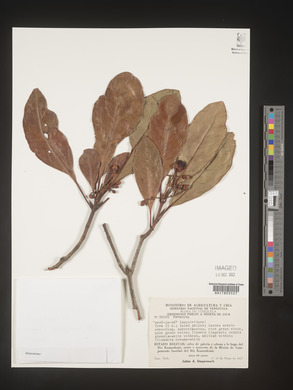 Image Associated With the Occurence