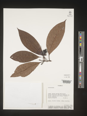 Image Associated With the Occurence